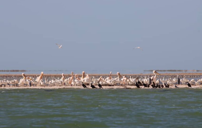 Desert and Ocean Tour (1)