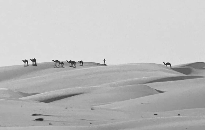 Desert and Ocean Tour (11)