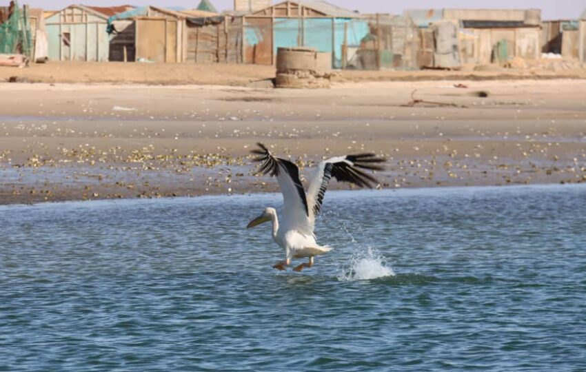 Desert and Ocean Tour (12)