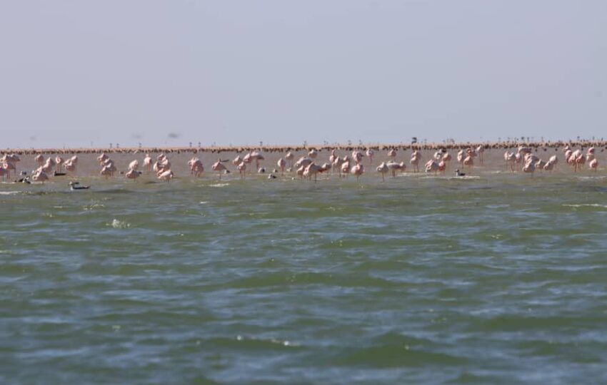 Desert and Ocean Tour (13)