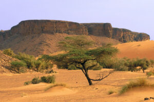 Picture in Mauritania, Adrar région 