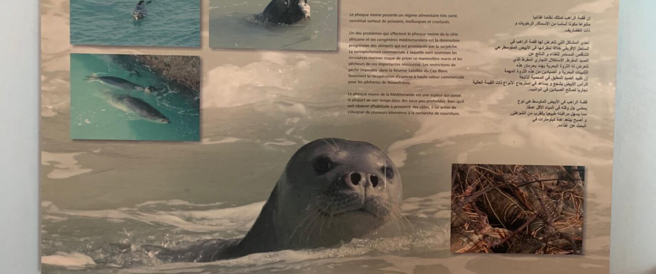 Nouadhibou, Cap blanc (5)