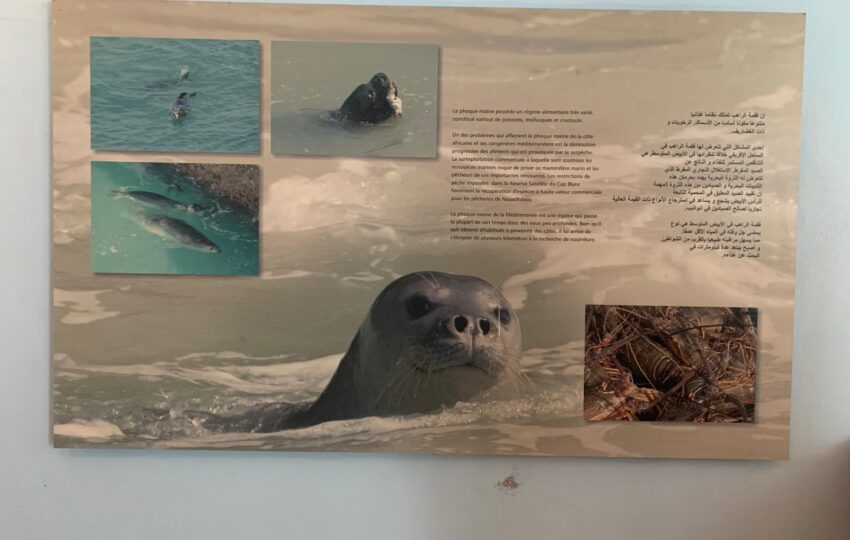 Nouadhibou, Cap blanc (5)