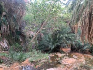 Gallery Thumbnail 10