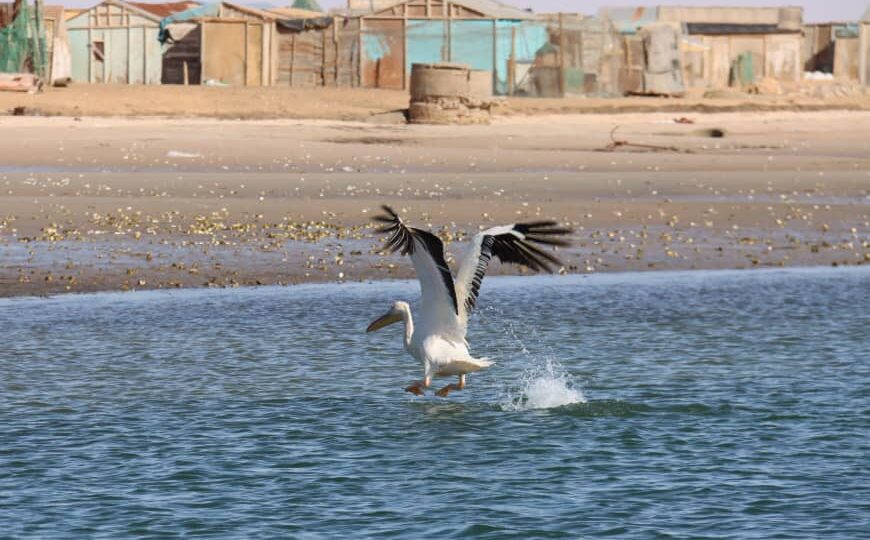 Banc Darguin And Adrar Tour (4)