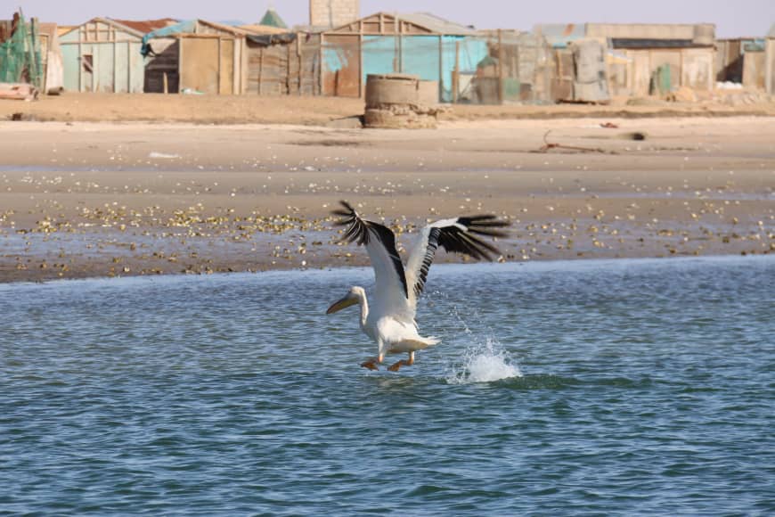Banc d’Arguin National Park