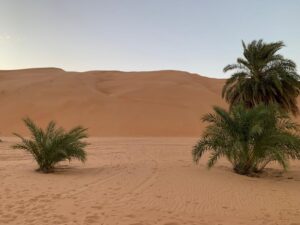 Gallery Thumbnail 16