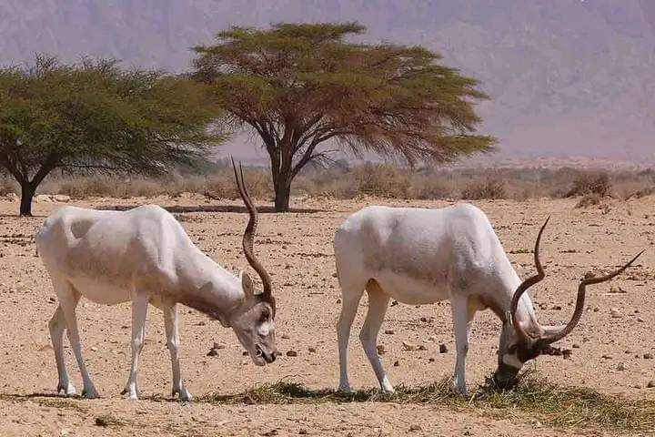 Awleigatt National Park